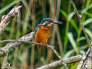 Kingfisher - Zimorodek
